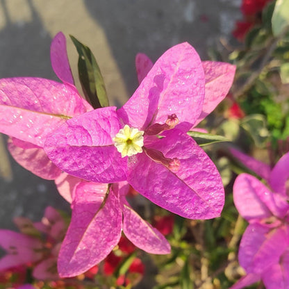 Silhouette Bougainvillea flower plant