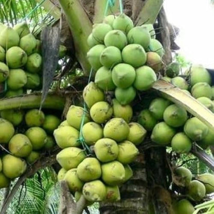 Ganga Bardhan Coconut Fruit Plant - Naturemart.online