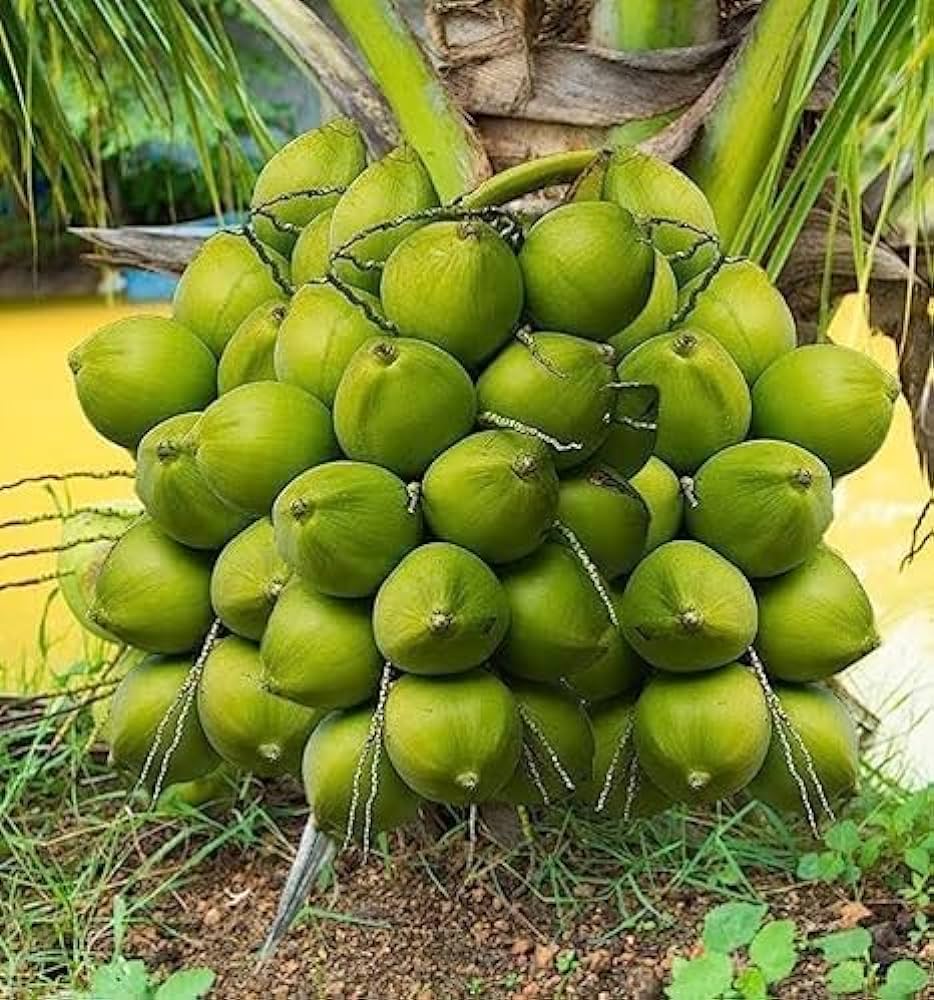 Green Dwarf Coconut Fruit  Tree - Naturemart.online