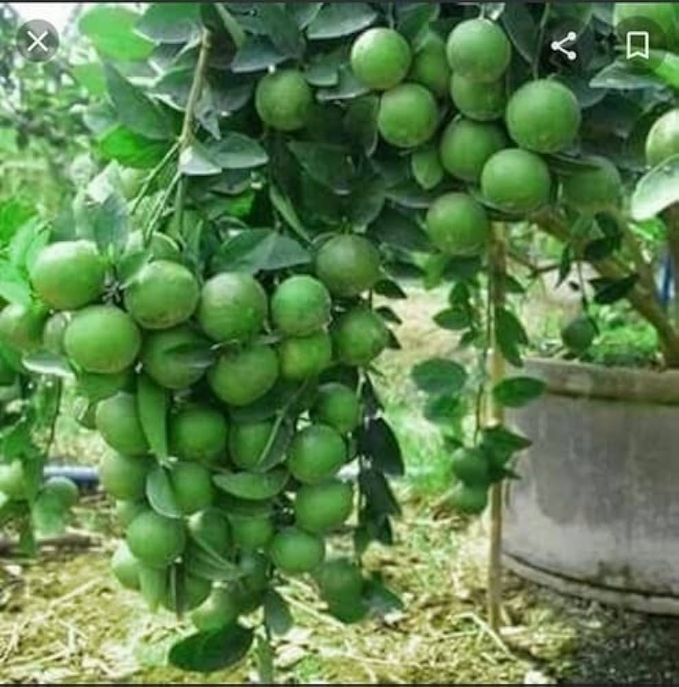 Thai Patti Lemon Fruit Plant - Naturemart.online