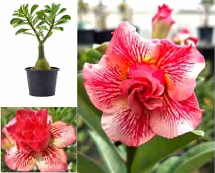 Grafted Rosy Verity Adenium Plant(Any Colour) - Naturemart.online