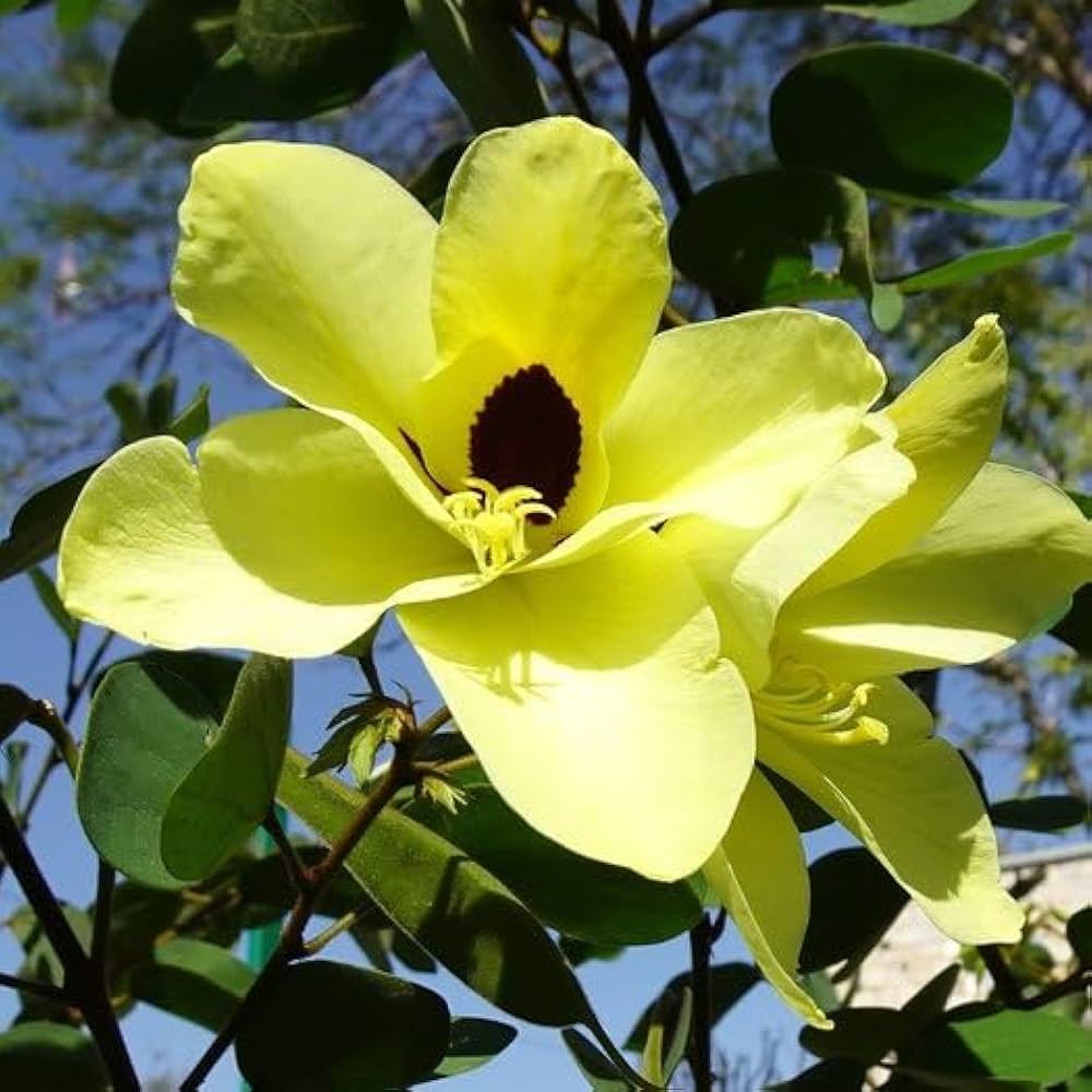 Bauhinia acuminata (Kanchan) Flower Plant- Yellow(Pack of 1)