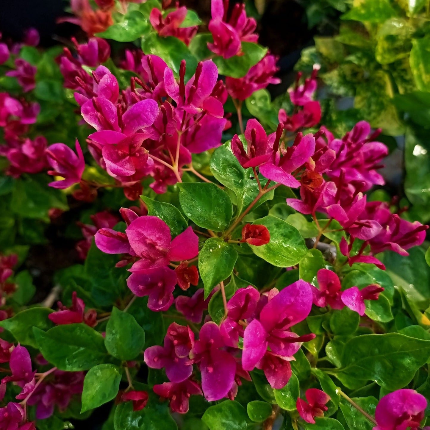 Fatima Pink Bougainvillea flower plant