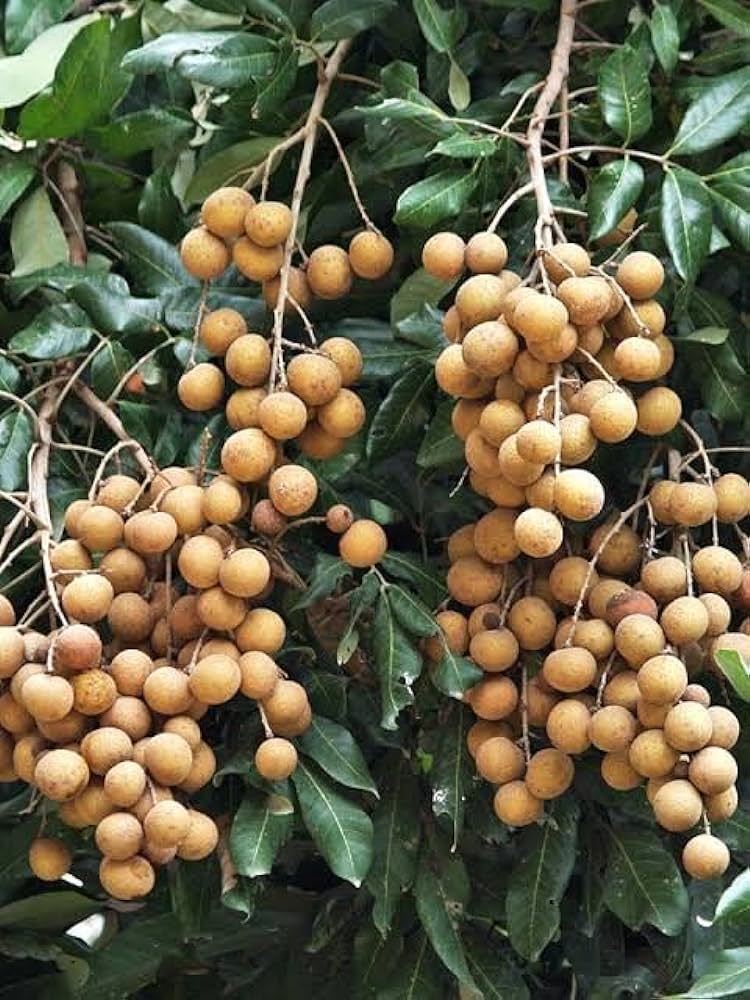 Hybrid Longan fruit Plant- Grafting - Naturemart.online