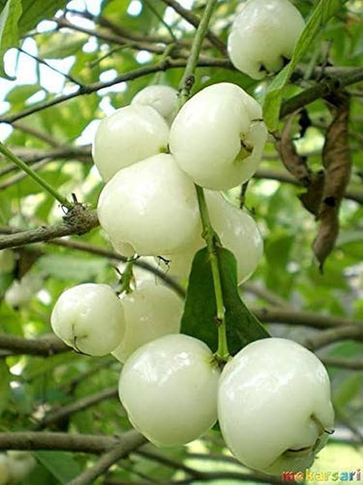 Water Apple(White)Fruit Plant - Naturemart.online