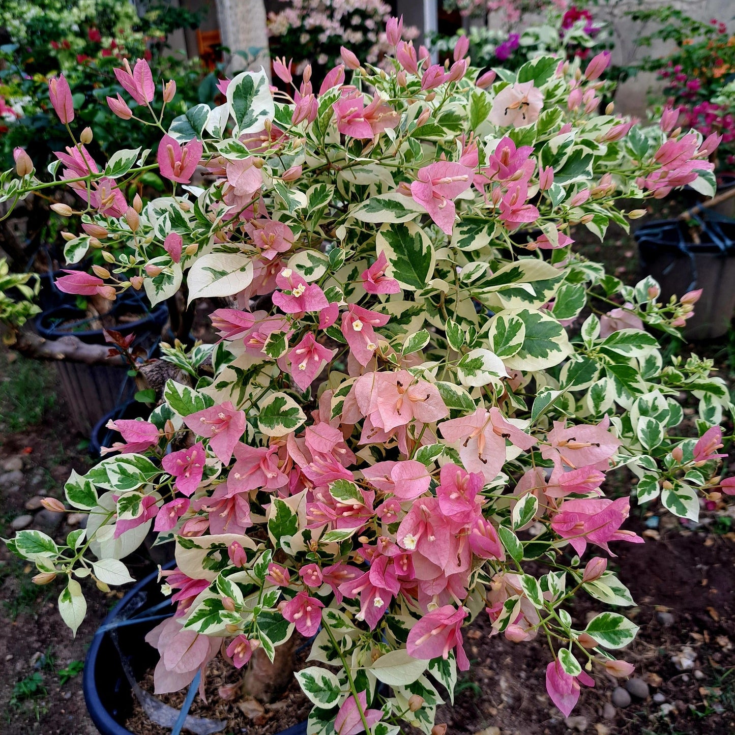 Pink Patch Bougainvillea flower plant