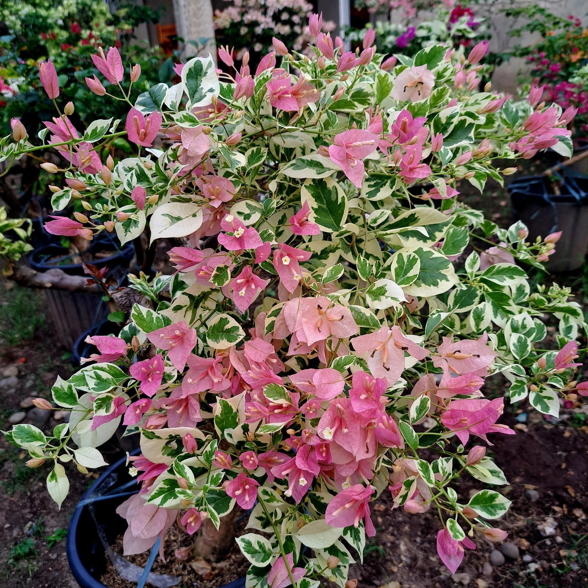 Pink Patch Bougainvillea flower plant