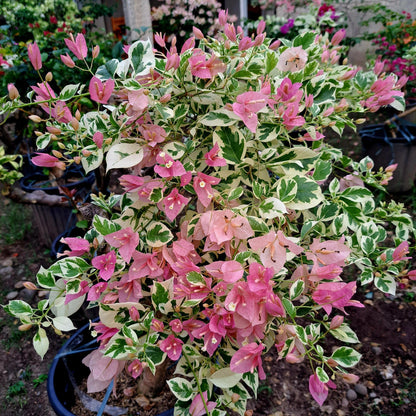 Pink Patch Bougainvillea flower plant