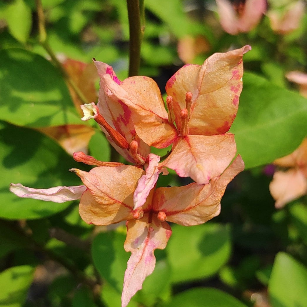 Arjuna Bougainvillea flower plant
