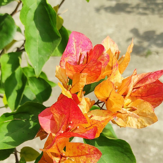 Arjuna Bougainvillea flower plant