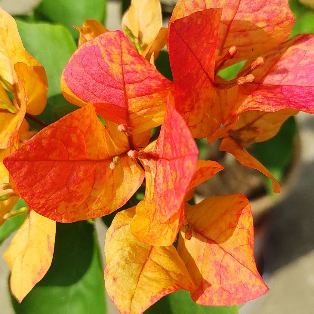 Arjuna Bougainvillea flower plant
