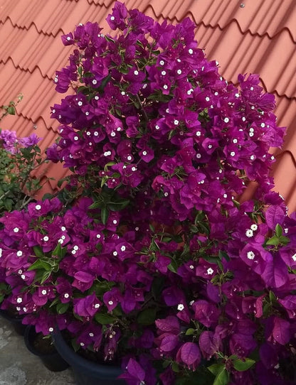 Dark One Bougainvillea flower plant