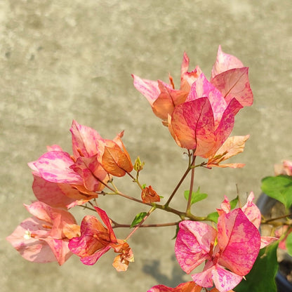 Arjuna Bougainvillea flower plant