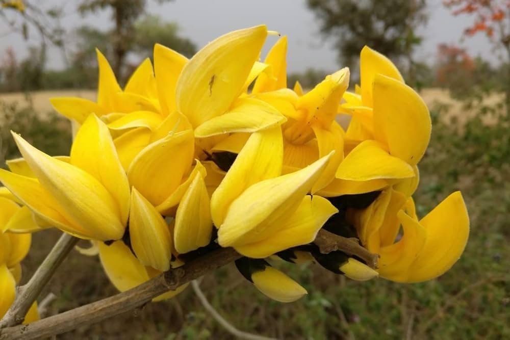 Yellow Palash Grafting Flowers Plant - Naturemart.online