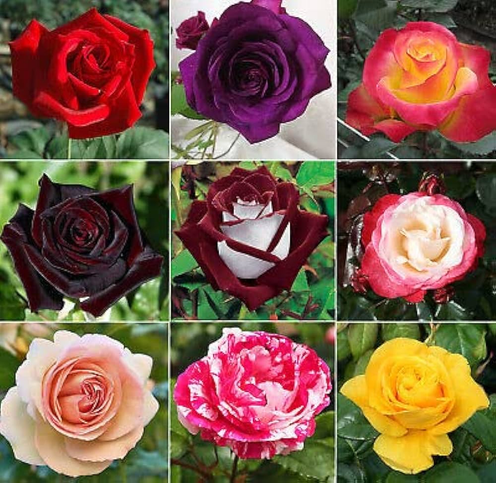 Pack Of 4 Different Colour Rose Plant - Naturemart.online