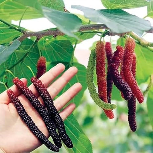 Long Mall Berry Grafting Plant - Naturemart.online