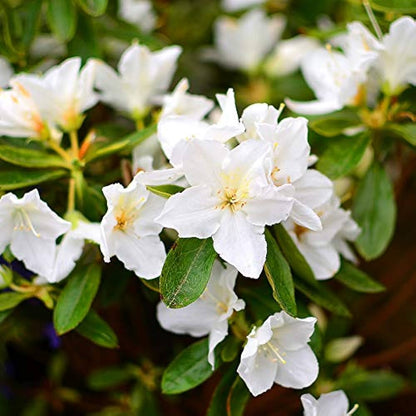 Azalea Flowers Plant(white) For Gardening - Naturemart.online