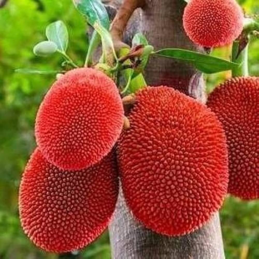 All Time Red Jack-Fruit Grafting Plants - Naturemart.online