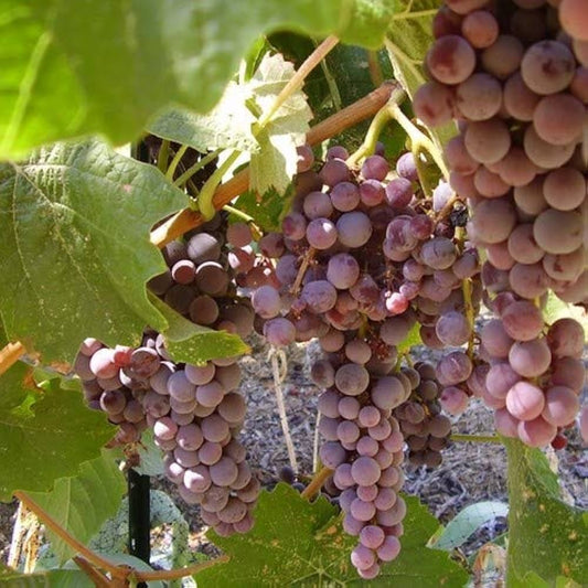 Black Monukka grape vines fruit plant