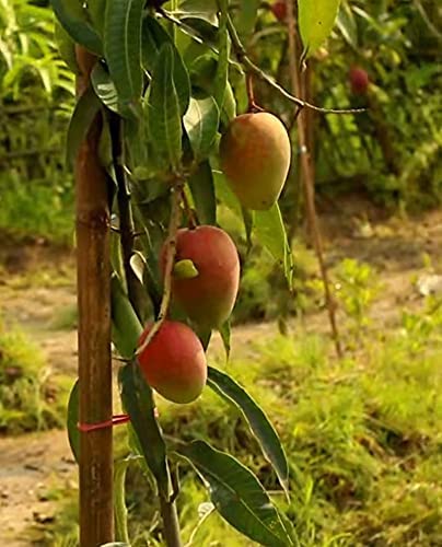 Pusa Surya Mango Grafted Plant