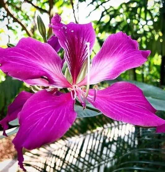 Bauhinia acuminata (Kanchan) Flower Plant- Yellow(Pack of 1)