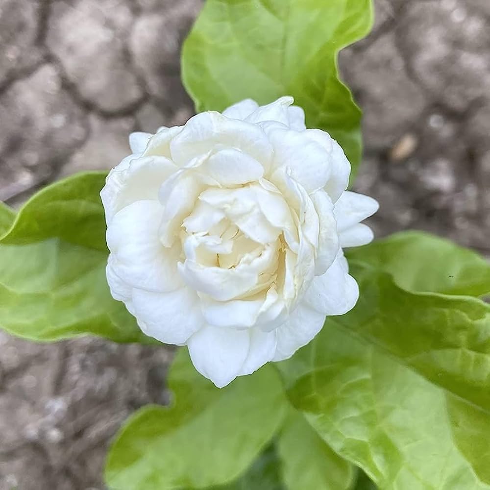 Jasmine Rose Flower -Fragrant Plants - Naturemart.online