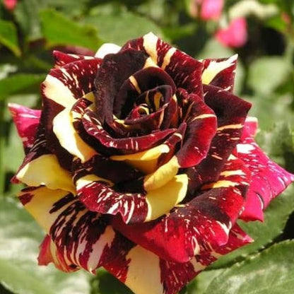 Abracadabra Rose Flower Plant - Naturemart.online