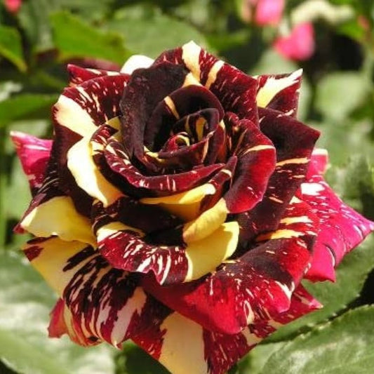 Abracadabra Rose Flower Plant - Naturemart.online