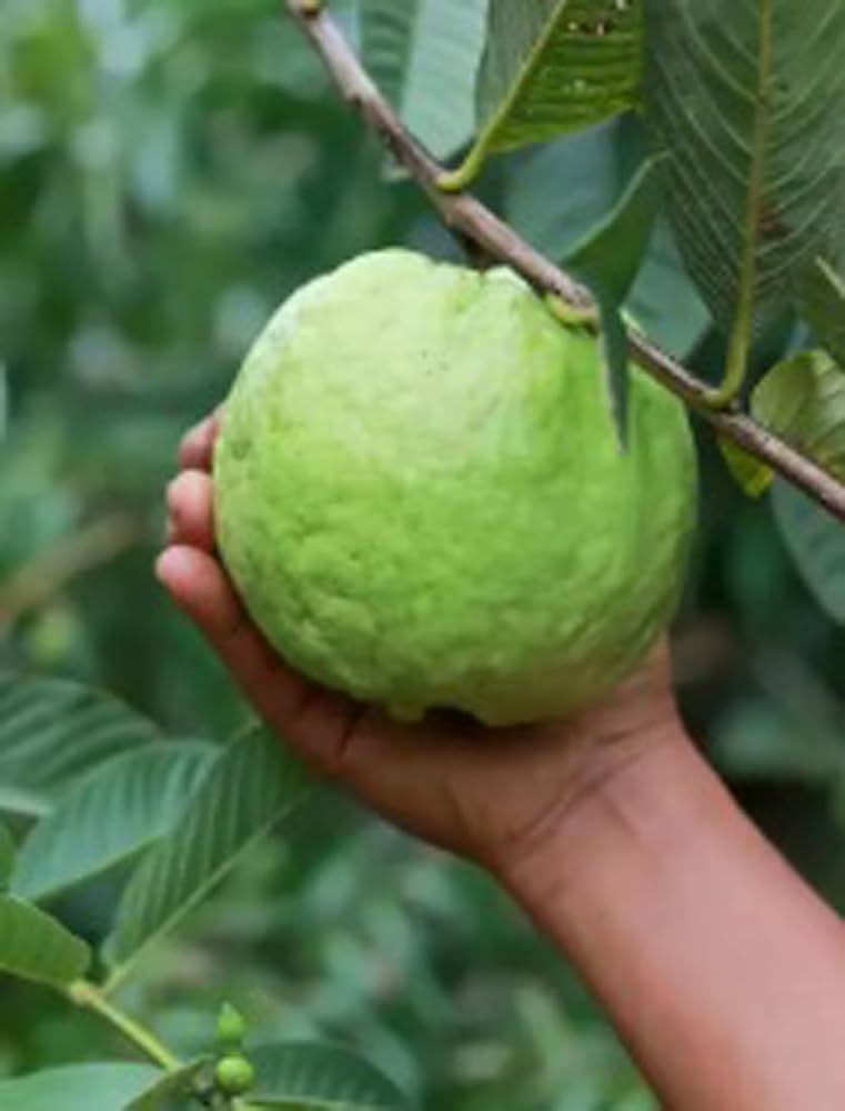 Hybrid Baraipur Guava Fruit  Plant - Naturemart.online