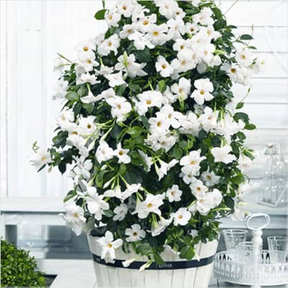 Mandevilla (White)Flowers Plant For Home Garden - Naturemart.online