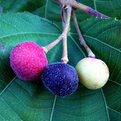 Falsa Fruit Plant For Gardening