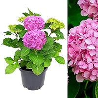 Hydrengea flower plant