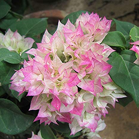 Bougainvillea Flowers Plant For Home Garden - Naturemart.online