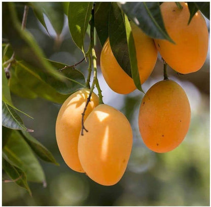 Mango Tree (Alphonso, Grafted) - Plant - Naturemart.online