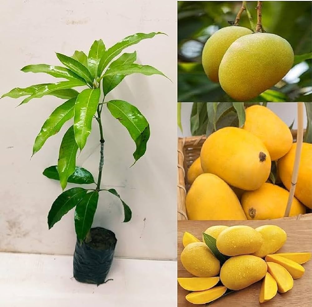 Boganpalli Mango Fruit Plant-Grafted - Naturemart.online