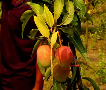 Pusa Surya Mango Grafted Plant