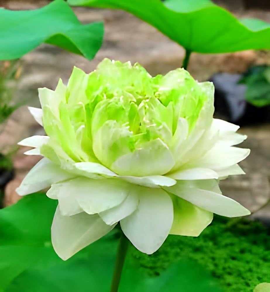 Green Apple Lotus - Tuber