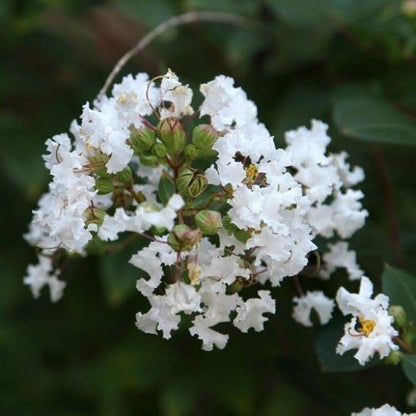 Frush Flowering Plant (White Colour) - Naturemart.online