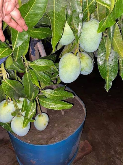 All Time Mango Fruit Plant Grafted - Naturemart.online