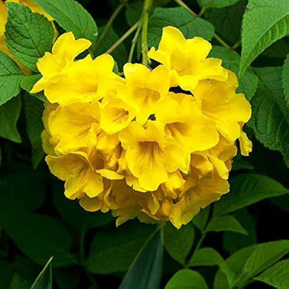 Tecoma-Yellow-Vine Flower Plant - Naturemart.online