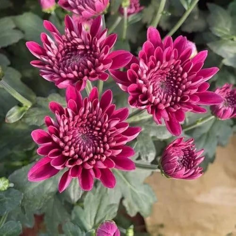 Chrysanthemum (Chandramallika) Flower Plant(Pack of 1)