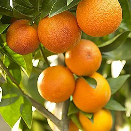 Nagpur Orange Fruit  Plant-Grafted - Naturemart.online