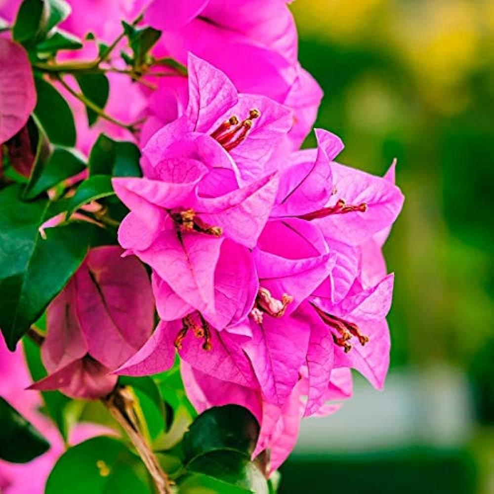 Bougainvallea Flowers (Pink Colour) Plant - Naturemart.online