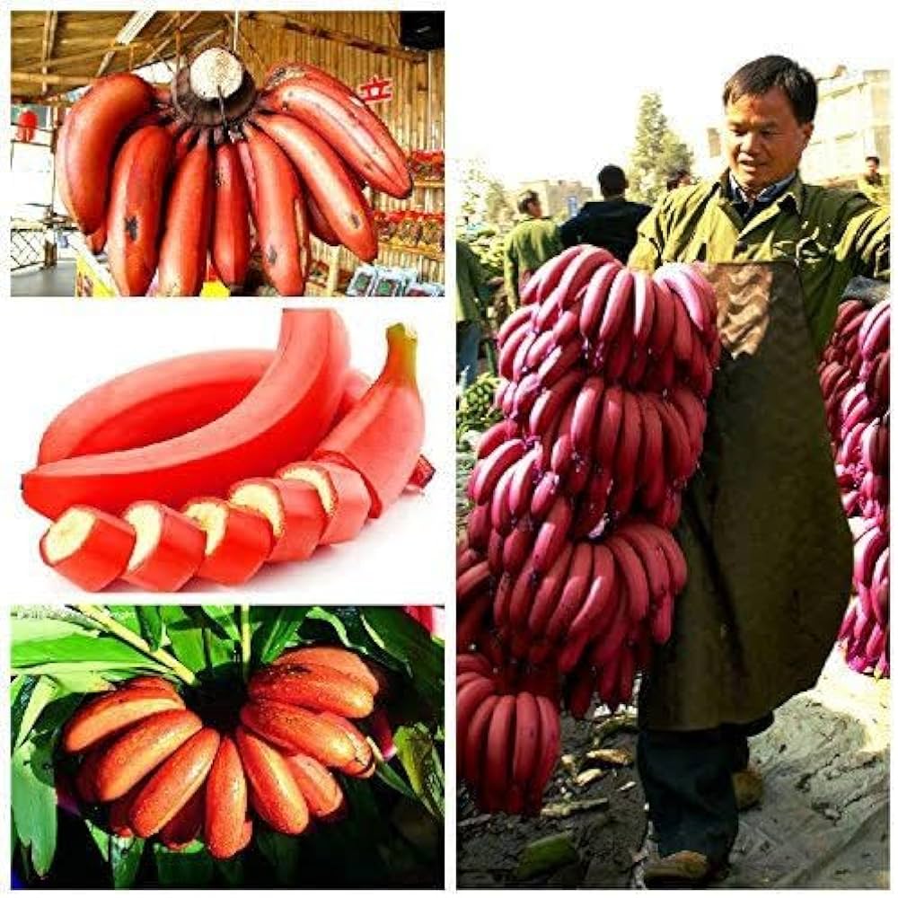 Sweet Red Banana Fruit Plant - Naturemart.online