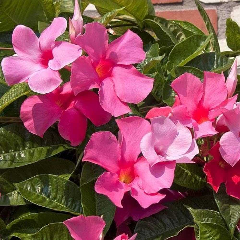 Mandevillea Flowers Plant-Pink Colour - Naturemart.online