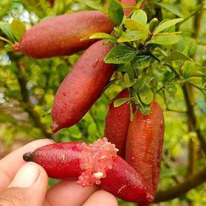 Finger Lemon Red fruit Plant Grafted