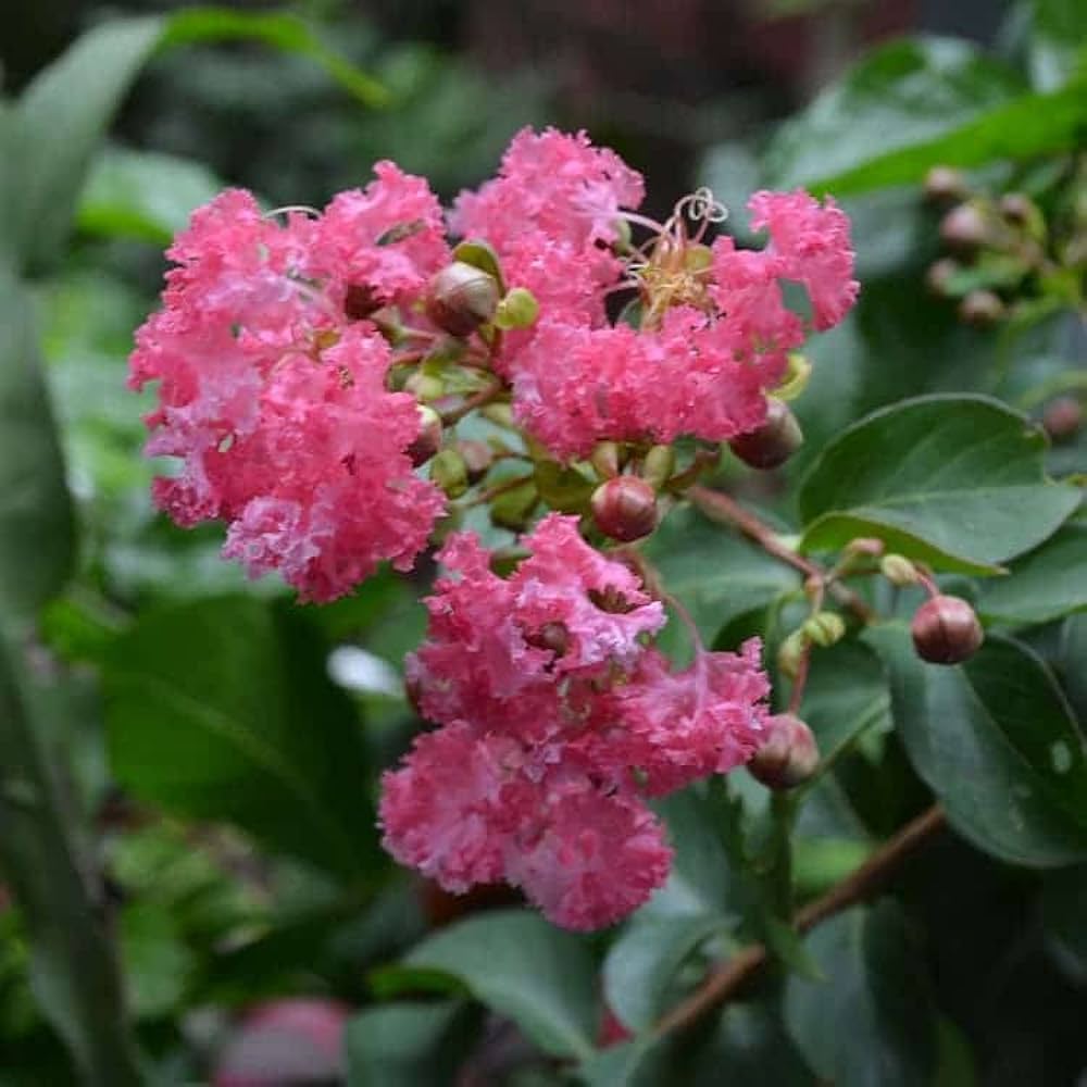 Furush Flowers Plant (Pink Colour) - Naturemart.online