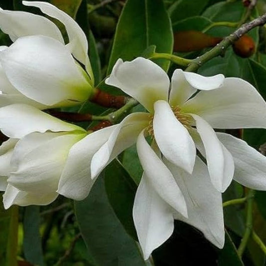 Champa White Colour Flower Plant - Naturemart.online