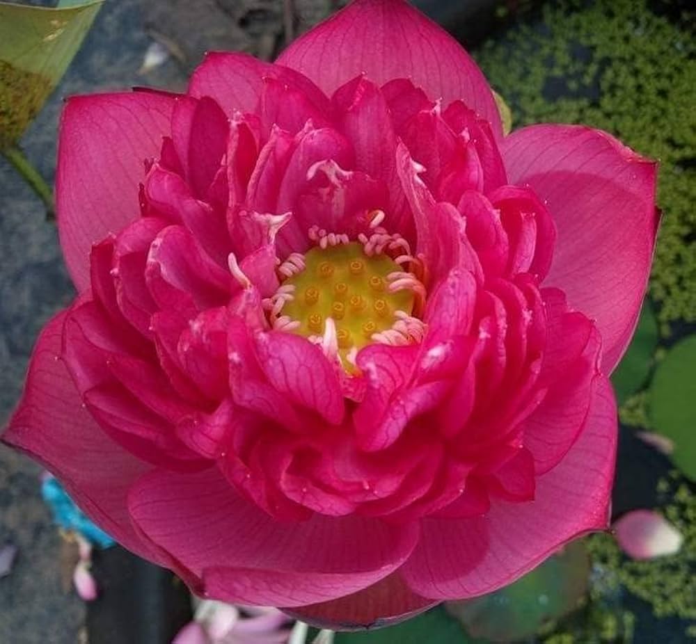 Rare Kaveri Lotus Flower tuber