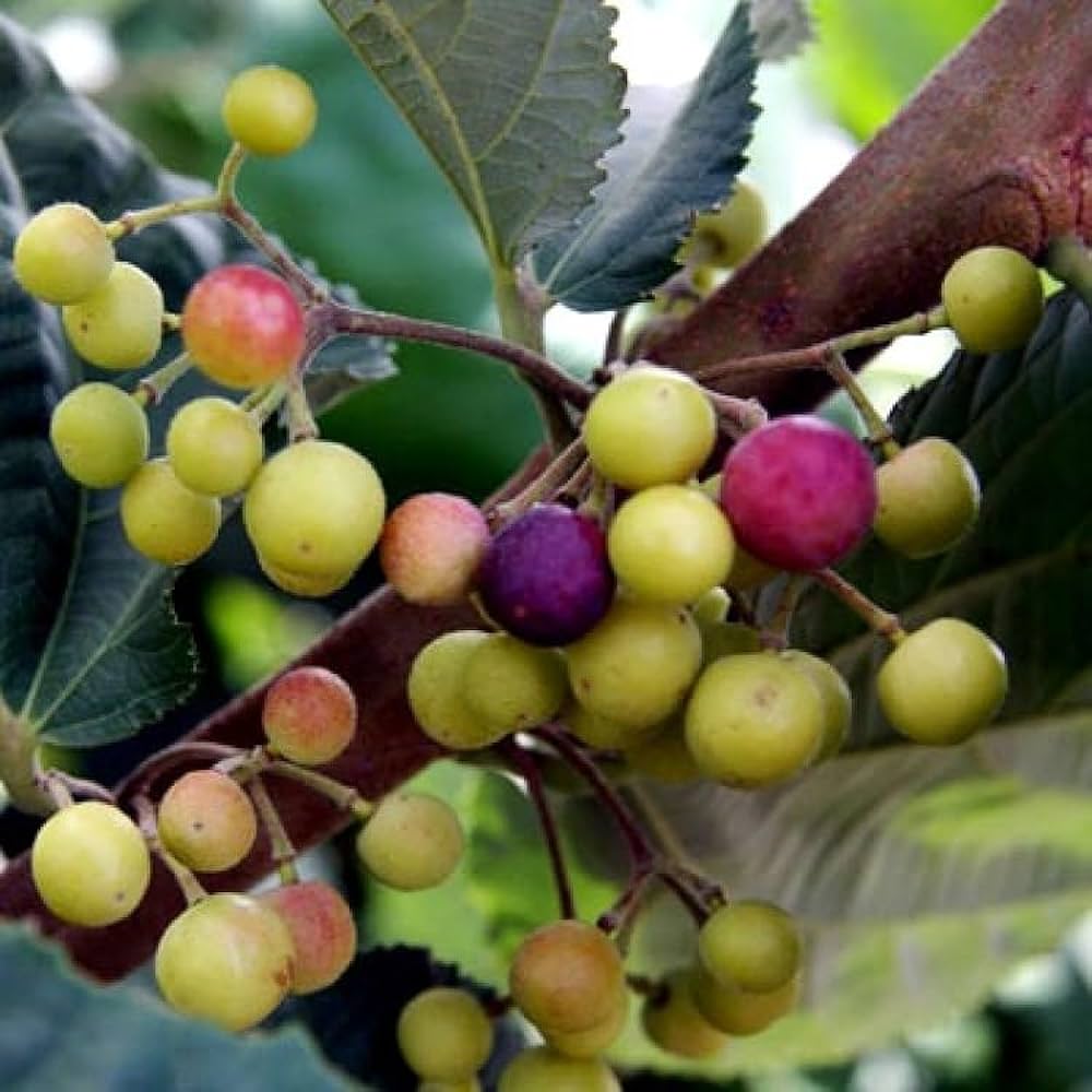 Falsa Fruit Plant For Gardening